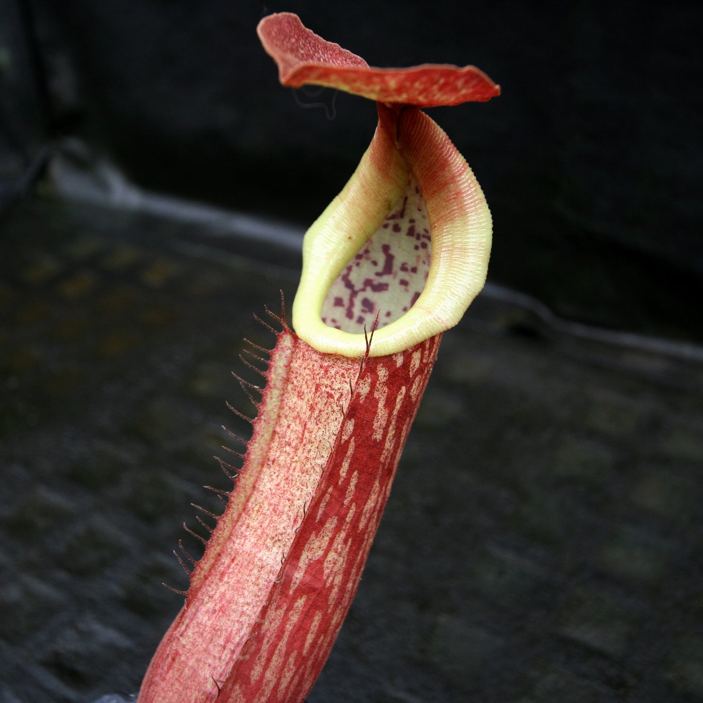 Nepenthes (Rokko x boschiana) x {boschiana x [truncata x (northiana x veitchii)]}, CAR-0187, pitcher plant, carnivorous plant, collectors plant, large pitchers, rare plants