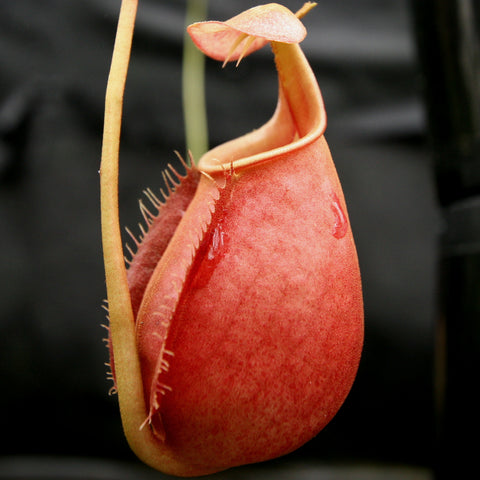 Close up of a red Nepenthes bicalcarata pitcher with a pale yellow rim curling upward against a dark background