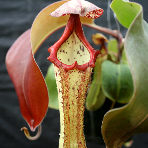 Close-up of Nepenthes Marpesa x clipeata showing a tall yellow pitcher with red speckles and a red fringed rim among green leaves.