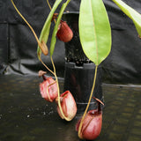Nepenthes bicalcarata (from seed)