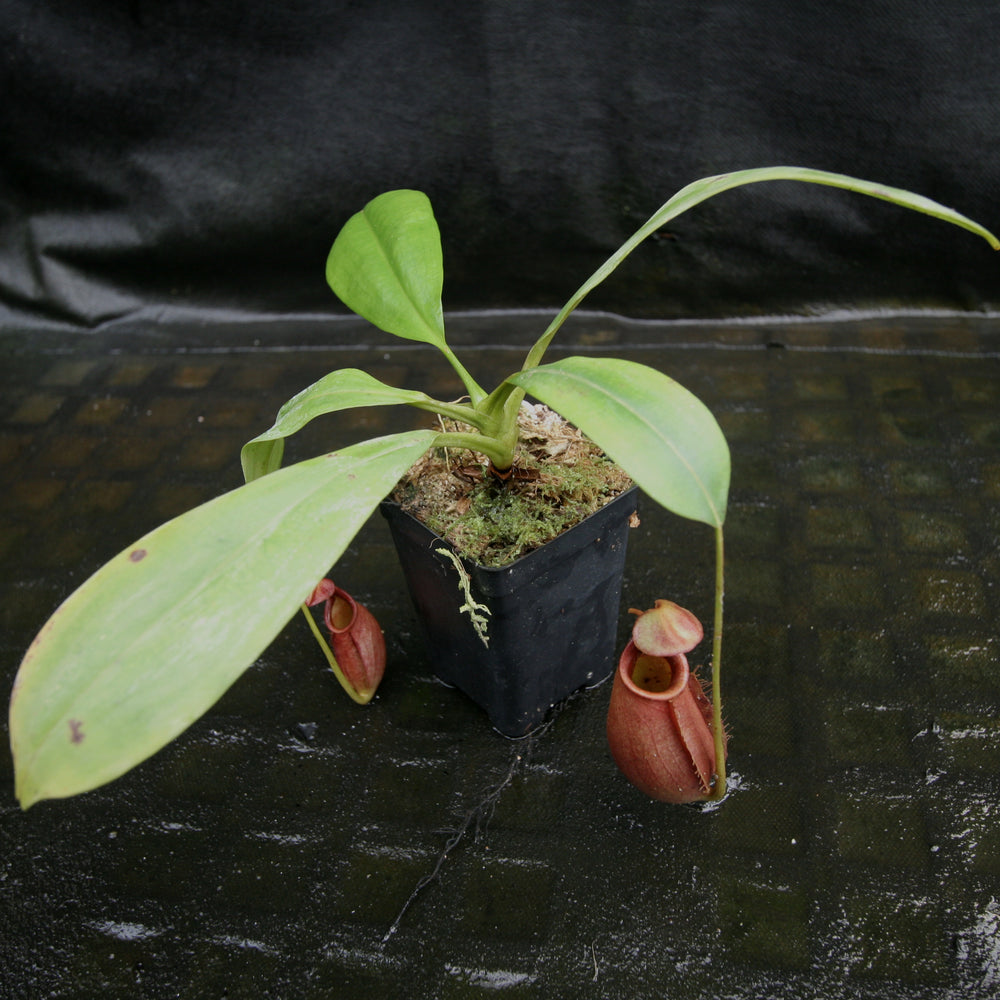 
                      
                        Nepenthes bicalcarata (from seed)
                      
                    