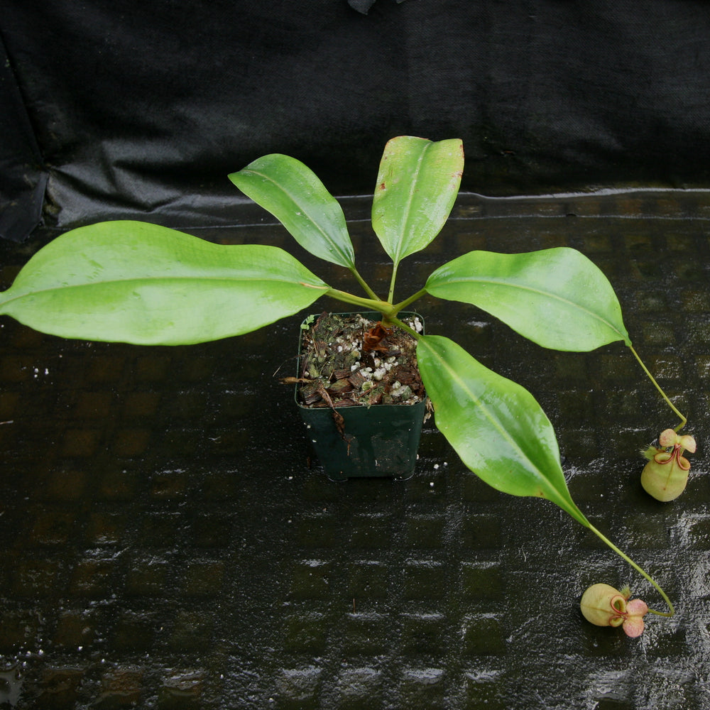 
                      
                        Nepenthes bicalcarata (from seed)
                      
                    