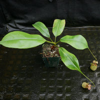 Nepenthes bicalcarata (from seed)