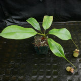Nepenthes bicalcarata (from seed)