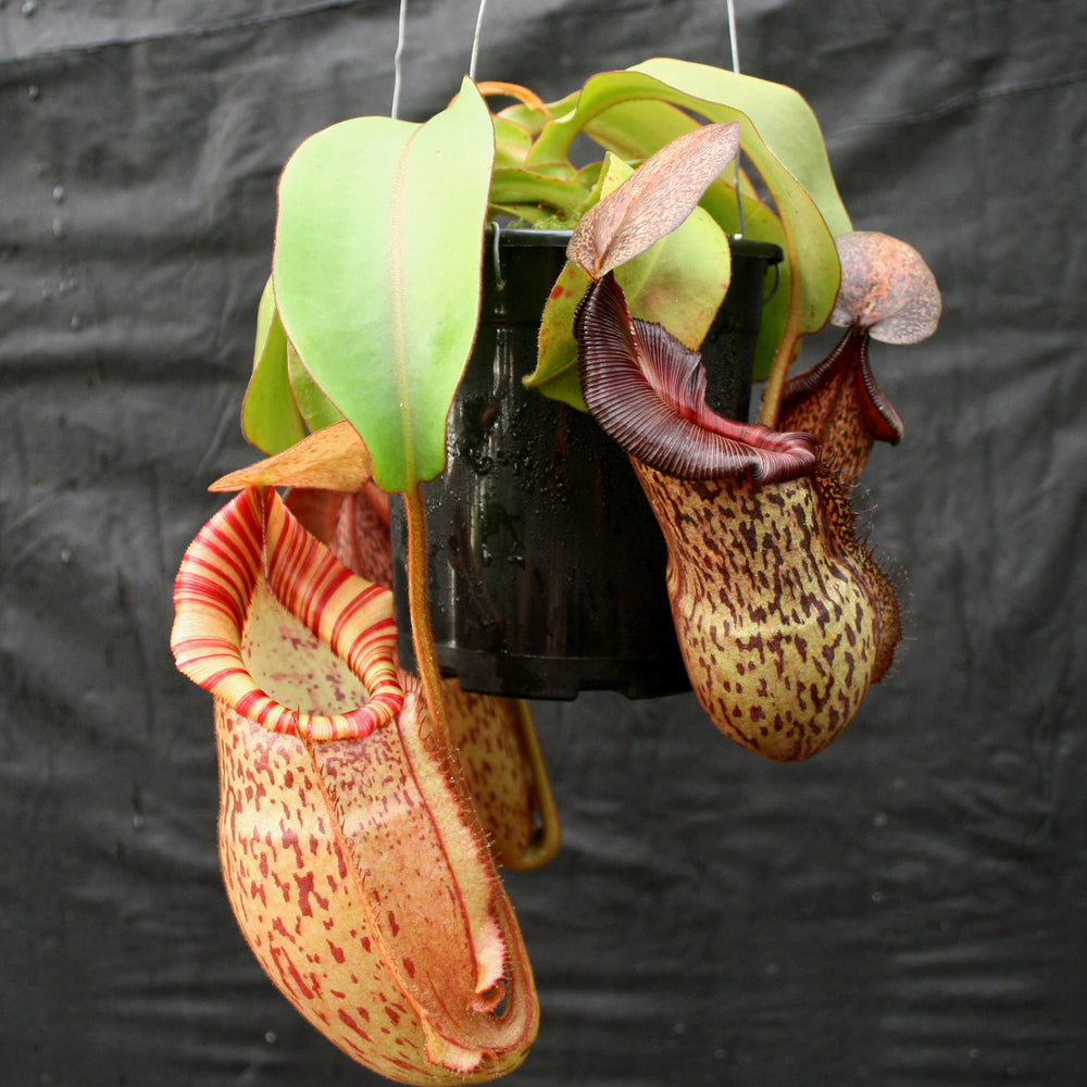 
                      
                        Nepenthes (spathulata x spectabilis) "BE Best" x veitchii "Pink Candy Cane", CAR-0052
                      
                    