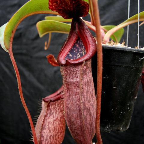 Nepenthes hybrid CAR-0227 with a large maroon pitcher and green leaves