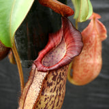 Nepenthes (spathulata x spectabilis) "BE Best" x veitchii "Pink Candy Cane", CAR-0052