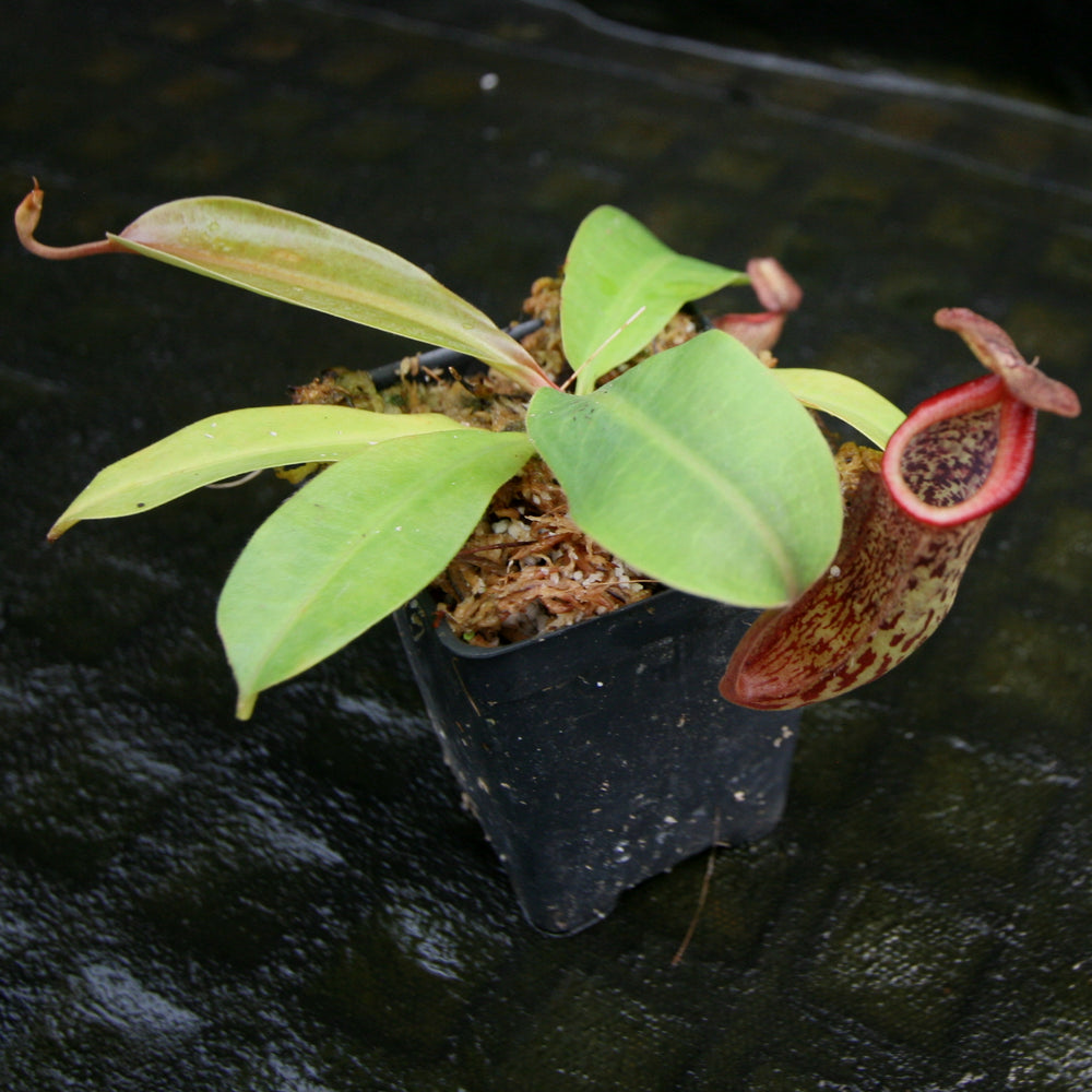 
                      
                        Nepenthes (Rokko x boschiana) x [(lowii x veitchii) x boschiana], CAR-0227
                      
                    
