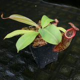 Nepenthes (Rokko x boschiana) x [(lowii x veitchii) x boschiana], CAR-0227
