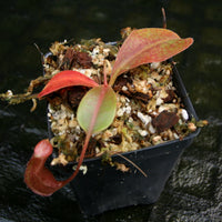 Nepenthes (Rokko x boschiana) x [(lowii x veitchii) x boschiana], CAR-0227