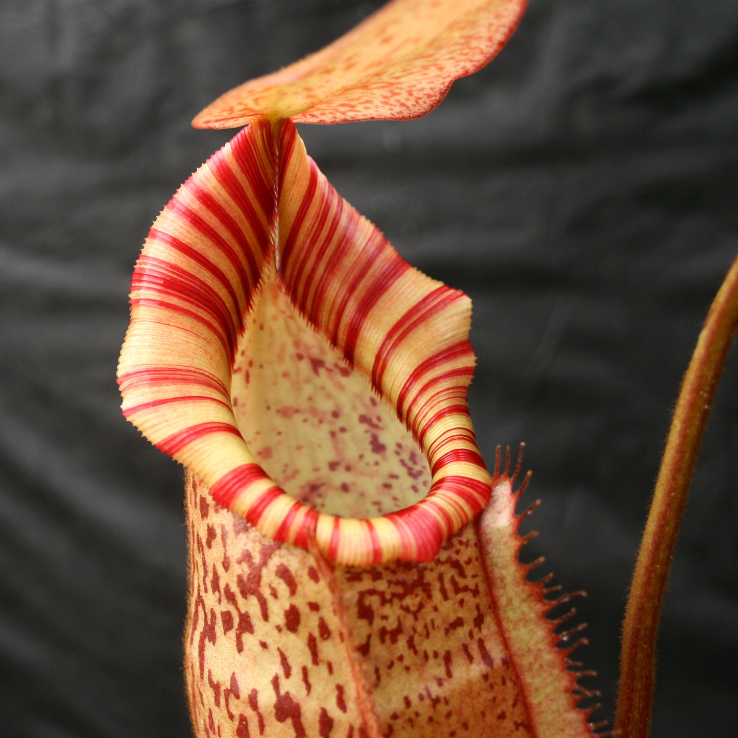 Nepenthes (spathulata x spectabilis) "BE Best" x veitchii "Pink Candy Cane", CAR-0052