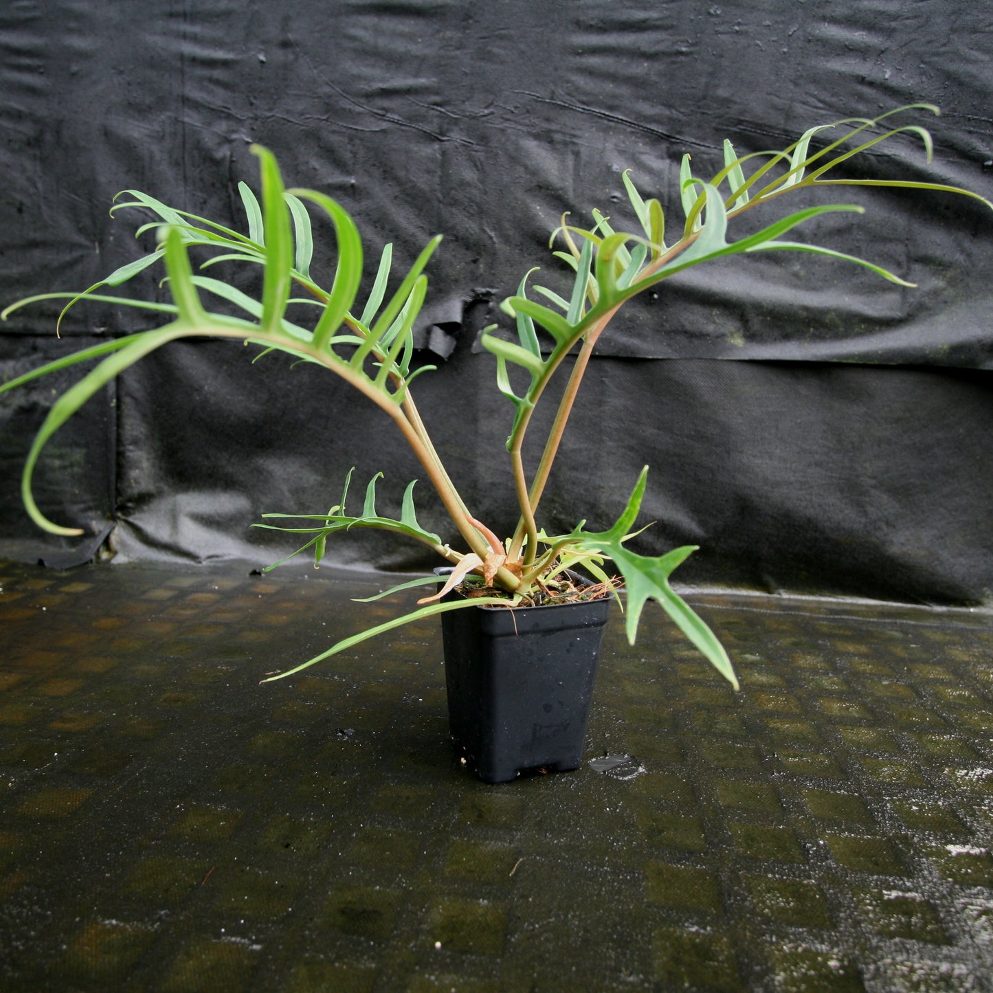 philodendron bipinnatifidum tortum Philodendron tortum – Carnivero