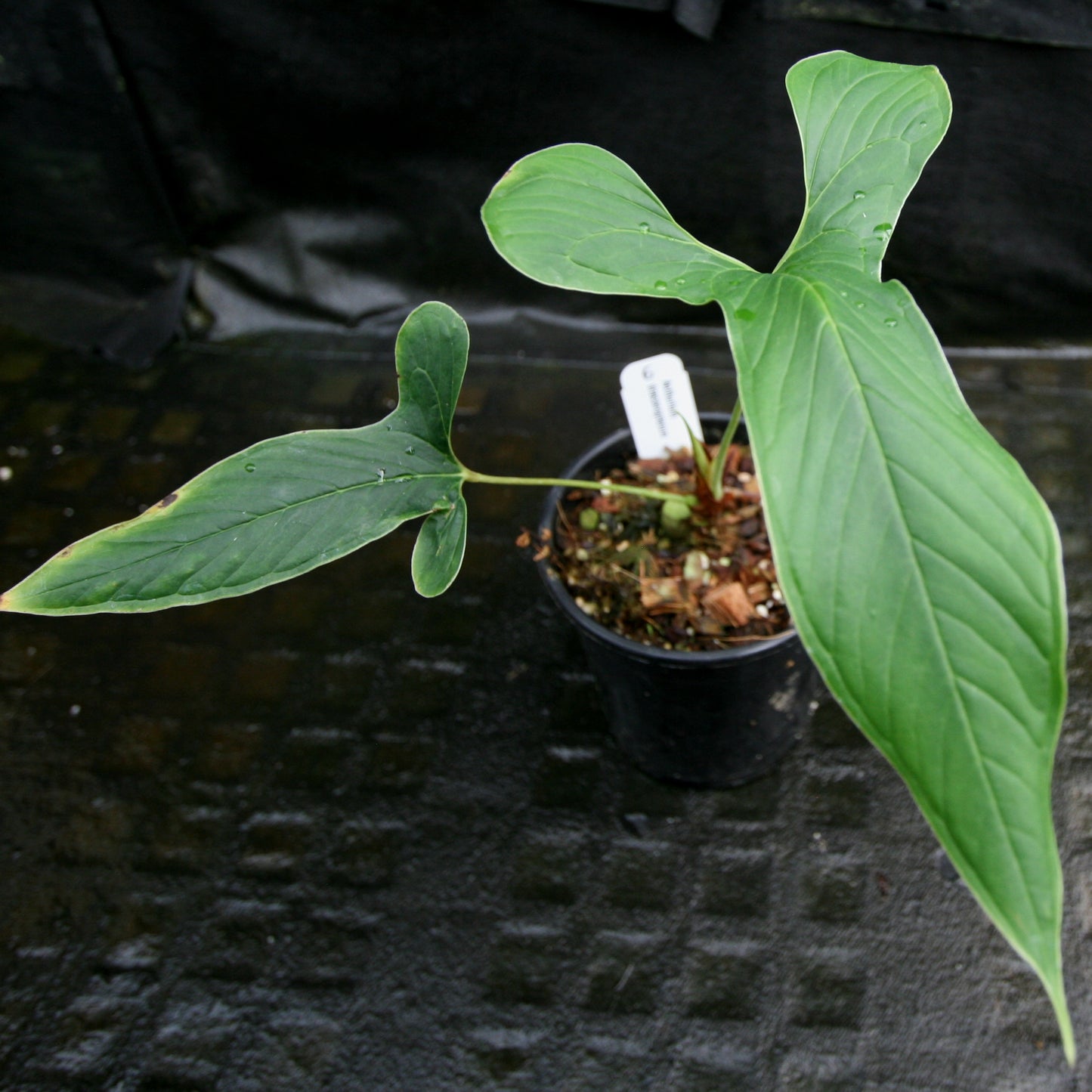 anthurium draconopterum Anthurium draconopterum – Carnivero