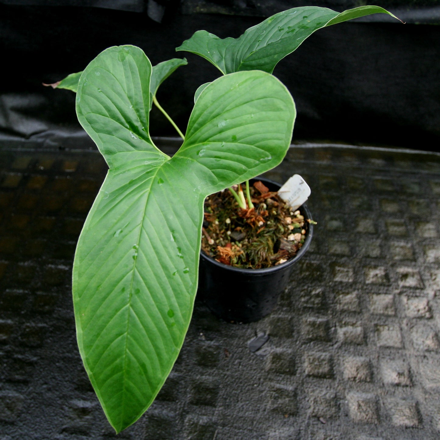 anthurium draconopterum Anthurium draconopterum – Carnivero