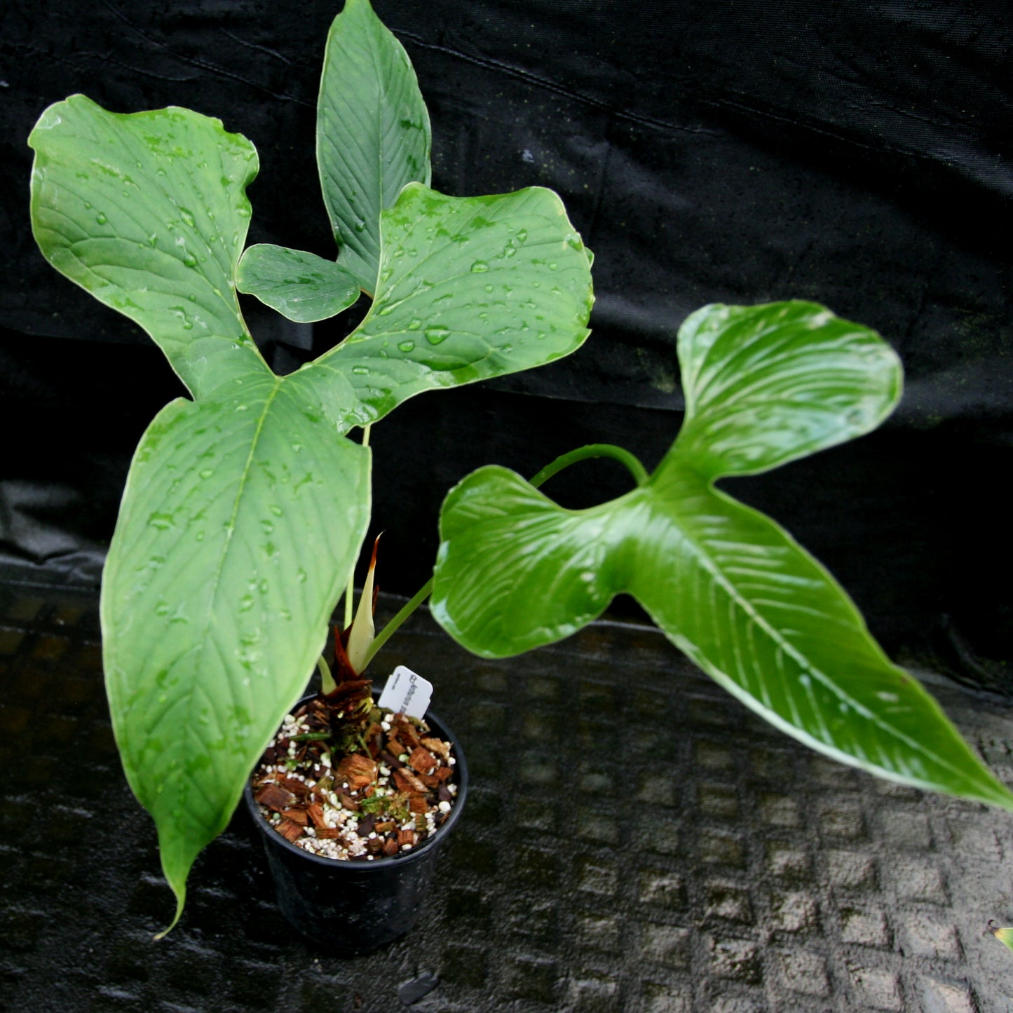 anthurium draconopterum Anthurium draconopterum – Carnivero