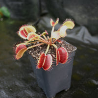 Venus Flytrap "King Henry" (Dionaea muscipula)