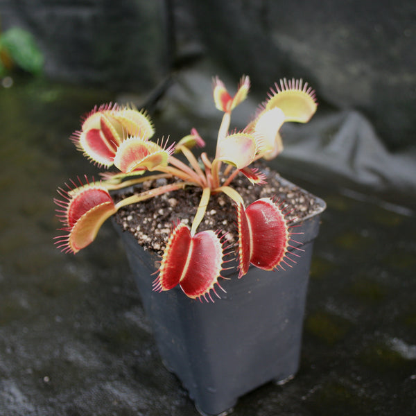 Dionaea m. 'King Henry' Potted