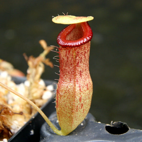 Nepenthes burkei x flava pitcher plant with a tall beige speckled pitcher, red rim and a pale yellow lid.