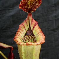 Nepenthes (truncata x campanulata) x veitchii "The Wave", CAR-0063, pitcher plant, carnivorous plant, collectors plant, large pitchers, rare plants