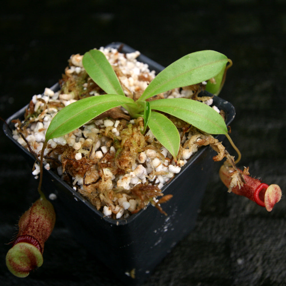 
                      
                        Nepenthes burkei x flava, BE-4046
                      
                    