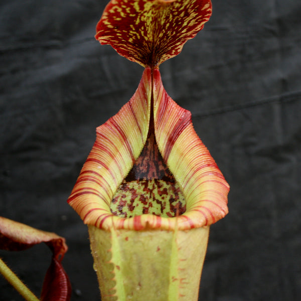 Nepenthes (truncata x campanulata) x veitchii "The Wave", CAR-0063