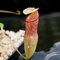 Nepenthes burkei x flava, BE-4046