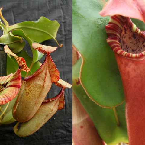 Nepenthes plant with hanging pot; left shows multiple pitchers, right a striped yellow and red pitcher curling outward.