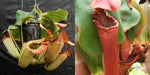 Nepenthes [(truncata x campanulata) x veitchii The Wave] x (Song of Melancholy x clipeata) -Seed Pod
