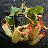 Nepenthes (truncata x campanulata) x veitchii "The Wave", CAR-0063, pitcher plant, carnivorous plant, collectors plant, large pitchers, rare plants