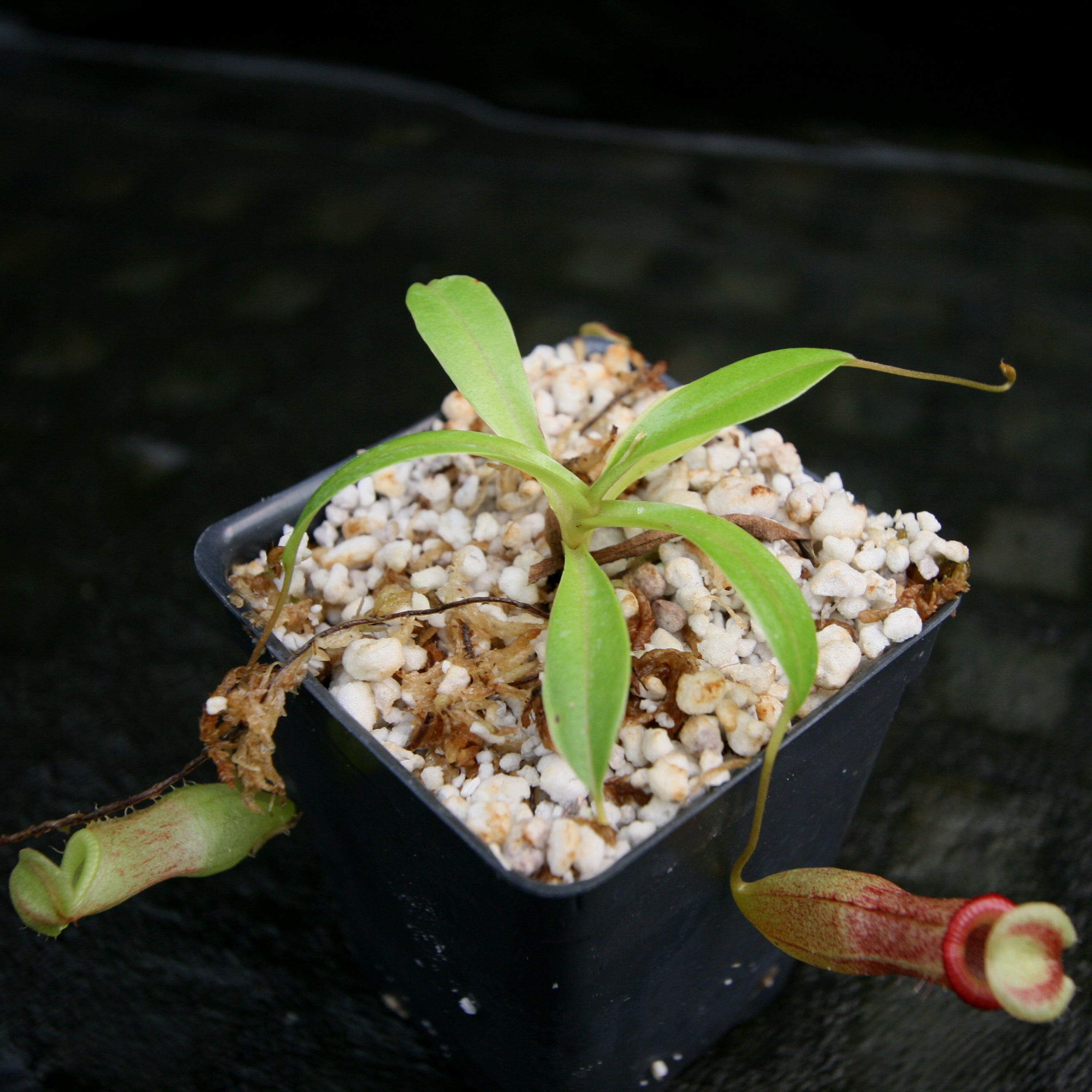 Nepenthes burkei x flava, BE-4046 – Carnivero