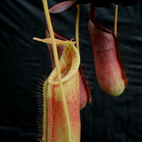 Nepenthes (spathulata x spectabilis) "BE Best" x lowii, CAR-0065