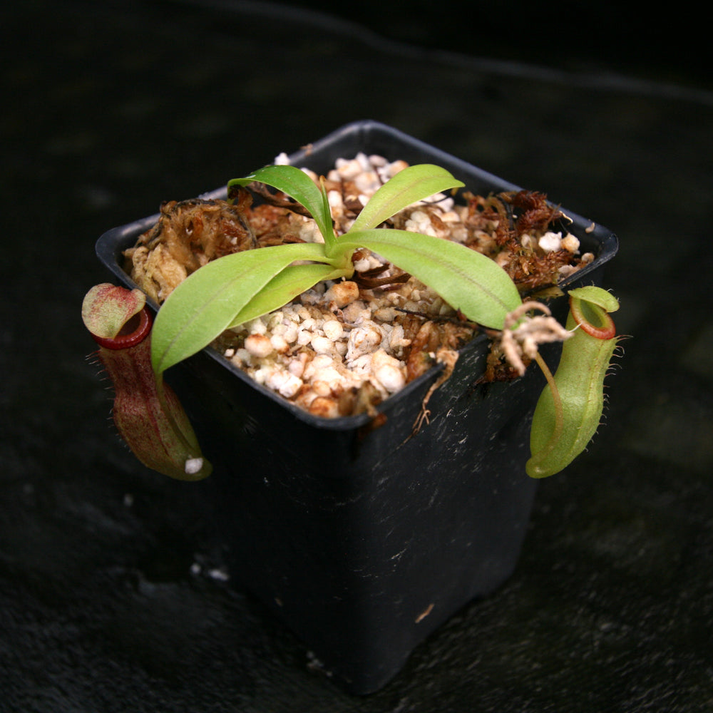
                      
                        Nepenthes burkei x flava, BE-4046
                      
                    