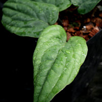 Anthurium radicans