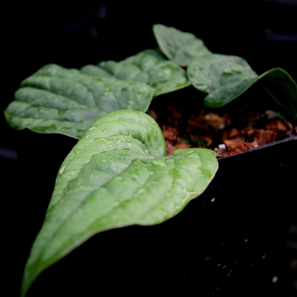 
                      
                        Anthurium radicans - Exact Plant 12/29/23
                      
                    
