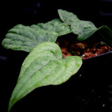 Anthurium radicans - Exact Plant 12/29/23