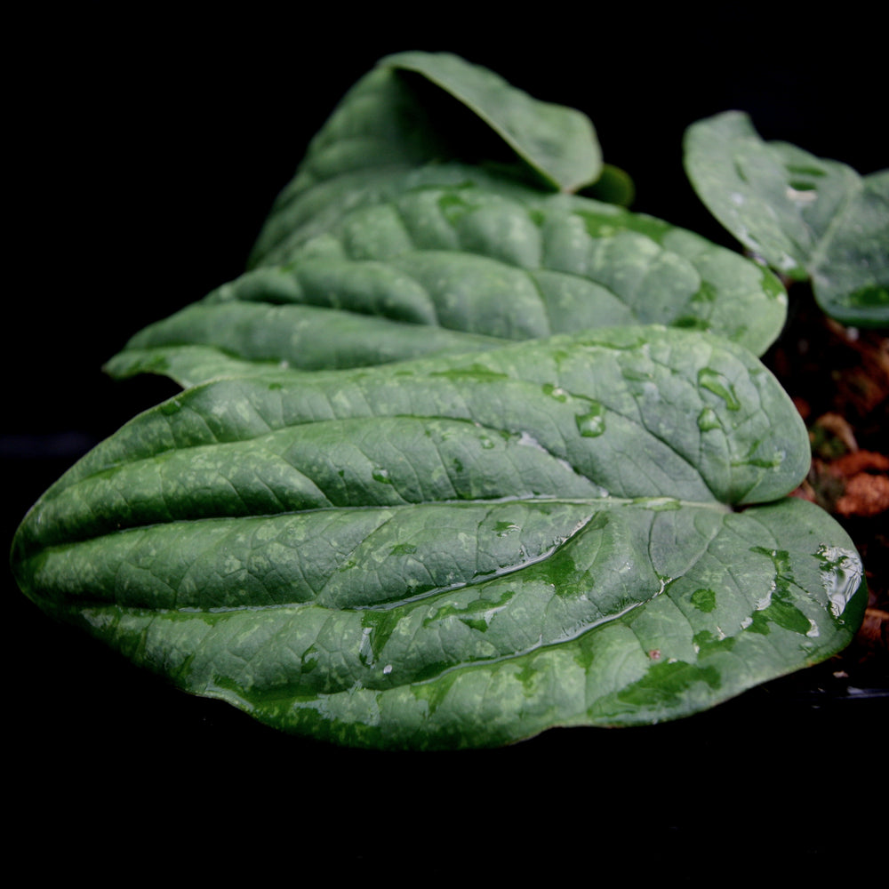 
                      
                        Anthurium radicans - Exact Plant 12/29/23
                      
                    