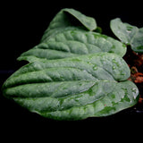 Anthurium radicans