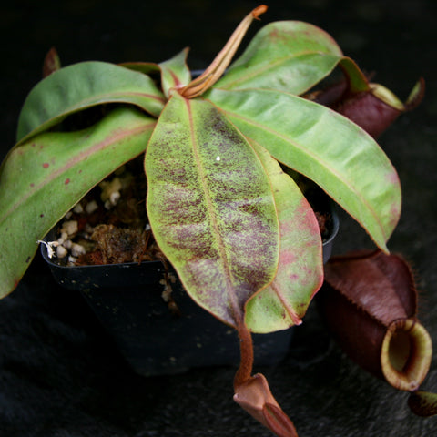 Nepenthes Viking x ampullaria Red x Viking x ampullaria Black Miracle plant with broad green leaves and a reddish pitcher