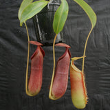 Nepenthes (spathulata x spectabilis) "BE Best" x lowii, CAR-0065, pitcher plant, carnivorous plant, collectors plant, large pitchers, rare plants 