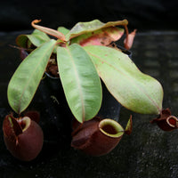 Nepenthes (Viking x ampullaria Red) x (Viking x ampullaria 'Black Miracle')