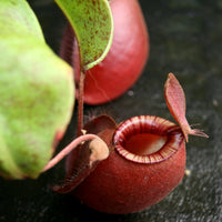 Nepenthes (Viking x ampullaria Red) x (Viking x ampullaria 'Black Miracle')