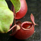 Nepenthes (Viking x ampullaria Red) x (Viking x ampullaria 'Black Miracle')