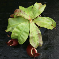 Nepenthes (Viking x ampullaria Red) x (Viking x ampullaria 'Black Miracle')