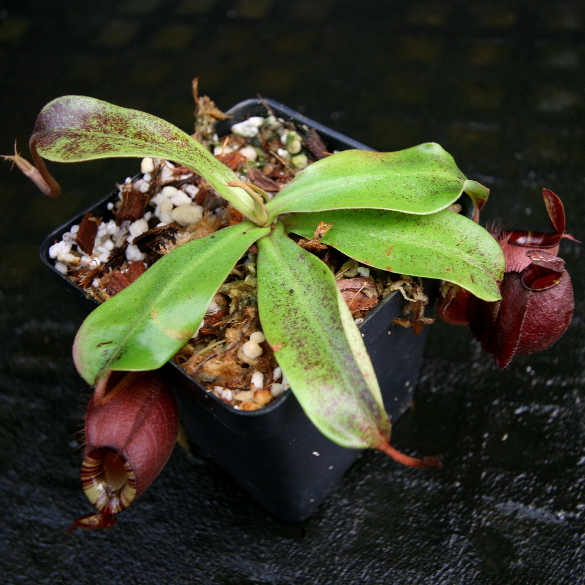 Nepenthes (Viking x ampullaria Red) x (Viking x ampullaria 'Black