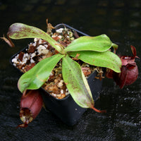 Nepenthes (Viking x ampullaria Red) x (Viking x ampullaria 'Black Miracle')