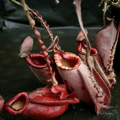 Nepenthes mirabilis winged x ampullaria Black Miracle with multiple red pitchers and curling tendrils in a pot.