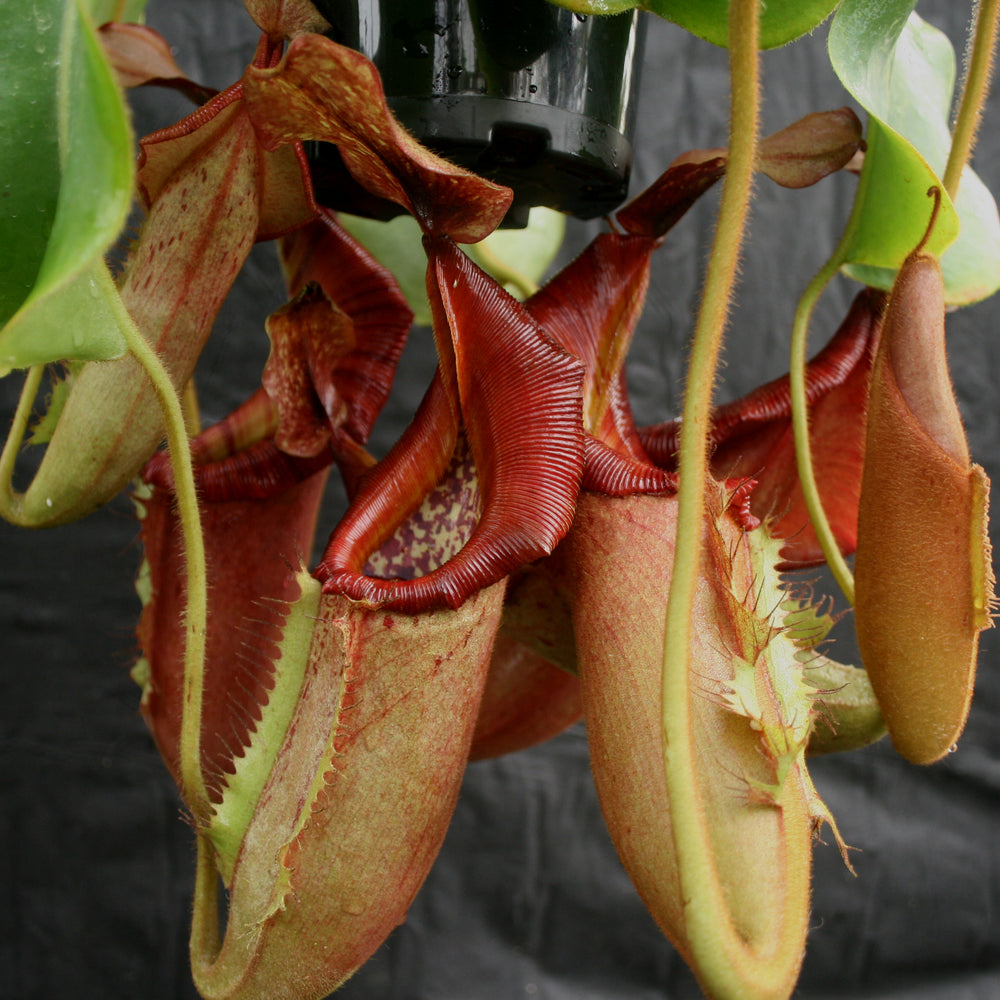 
                      
                        Nepenthes [(lowii x veitchii) x boschiana)] x veitchii "The Wave", CAR-0109
                      
                    