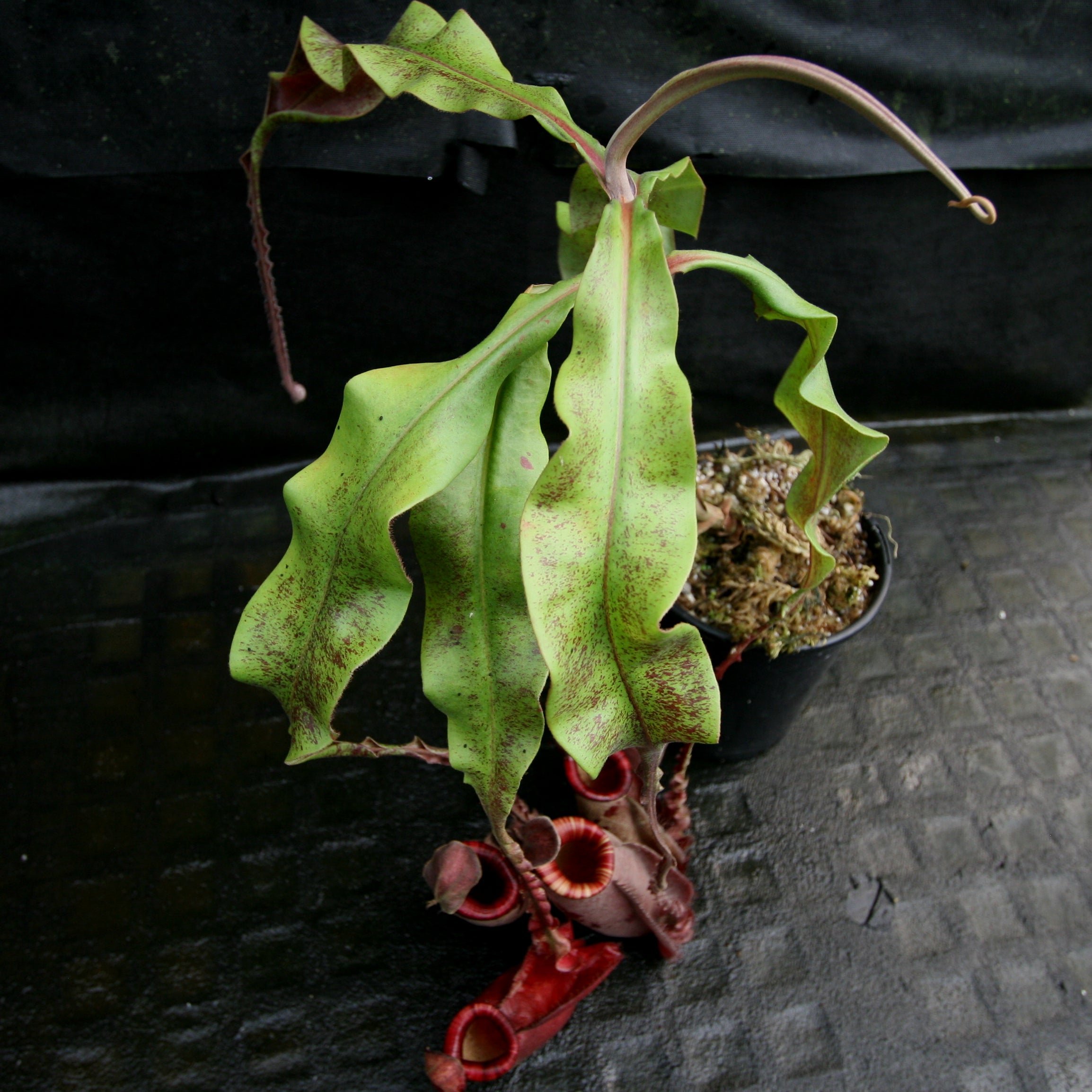 Nepenthes mirabilis winged x ampullaria Black Miracle – Carnivero