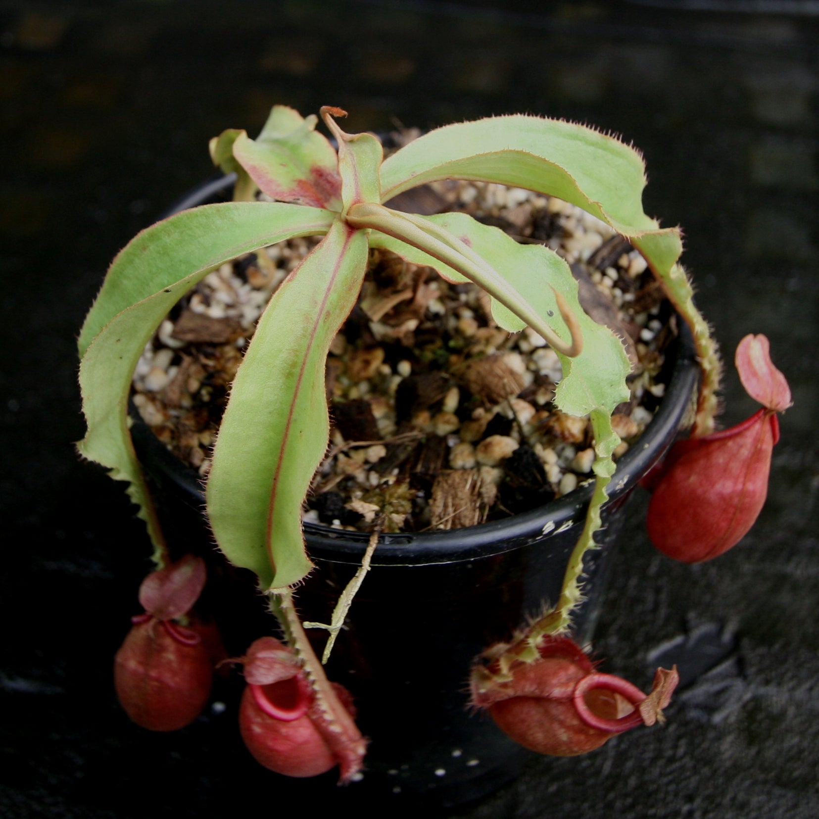 Nepenthes mirabilis winged x ampullaria Black Miracle – Carnivero