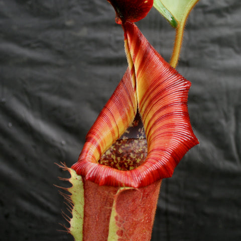 Red and yellow striped Nepenthes The Wave pitcher plant against a dark background